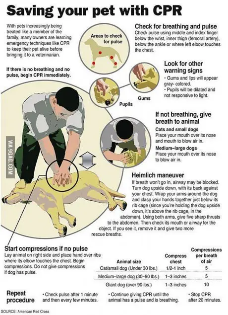 An infographic from the American Red Cross titled 'Saving your pet with CPR' shows a person performing chest compressions on…