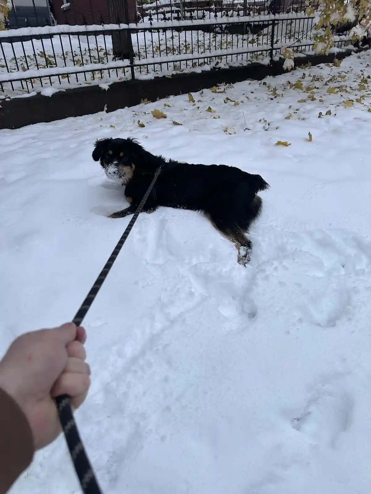 Fitz's Exciting First Snow Day Adventure!
