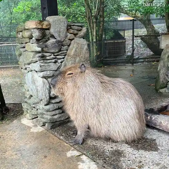 A capybara sits on wet concrete next to a stone pillar in an enclosure, appearing relaxed with its eyes half-closed. The…