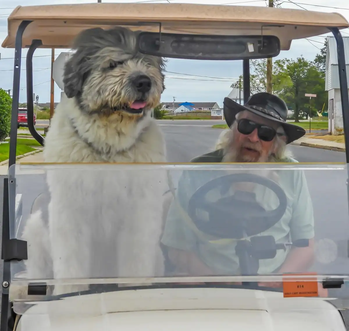 A large, shaggy dog sits in the driver's seat of a golf cart, looking forward with its tongue out, while a man with a long…