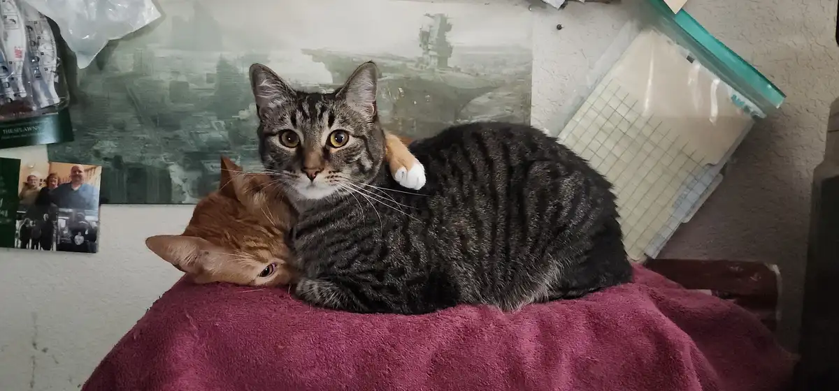 A tabby cat with wide, startled eyes sits upright on a pink towel, while a ginger cat sleeps curled up against its side. The…
