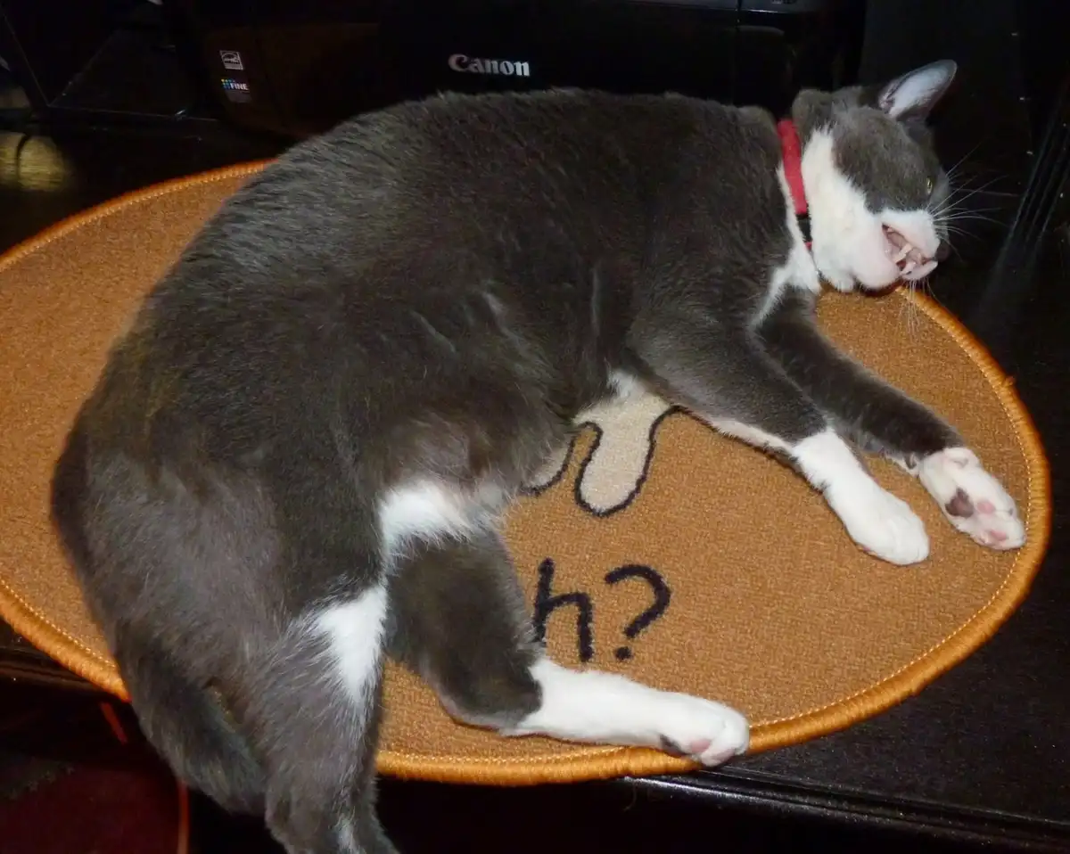 A gray and white cat with a red collar lies on a circular brown rug that has the text 'h?' embroidered on it. The cat's…