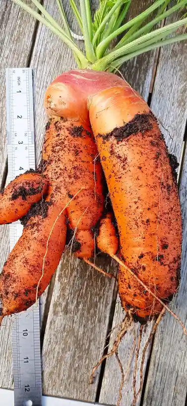 The Enormous Carrot Strikes Again!
