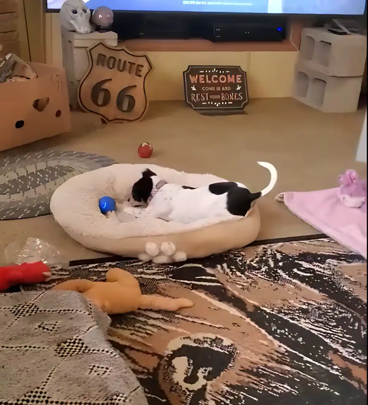 The Cutest Dog You'll Ever See