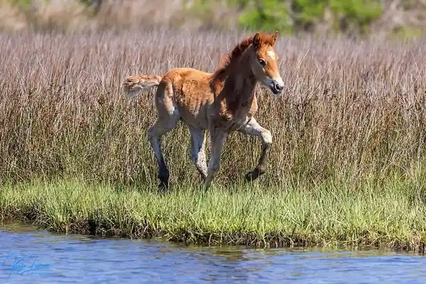 A young brown foal with a white blaze on its face is captured mid-stride running through tall, dry grass near a body of…