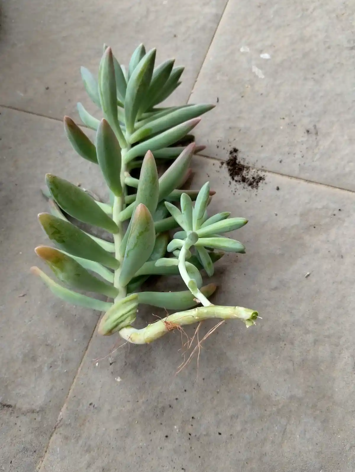 A succulent plant with visible roots and a small offshoot lies on a tiled floor, with soil scattered nearby. The overlaid…