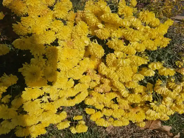 Capturing Nature: Random Flower Photos from My Work Day