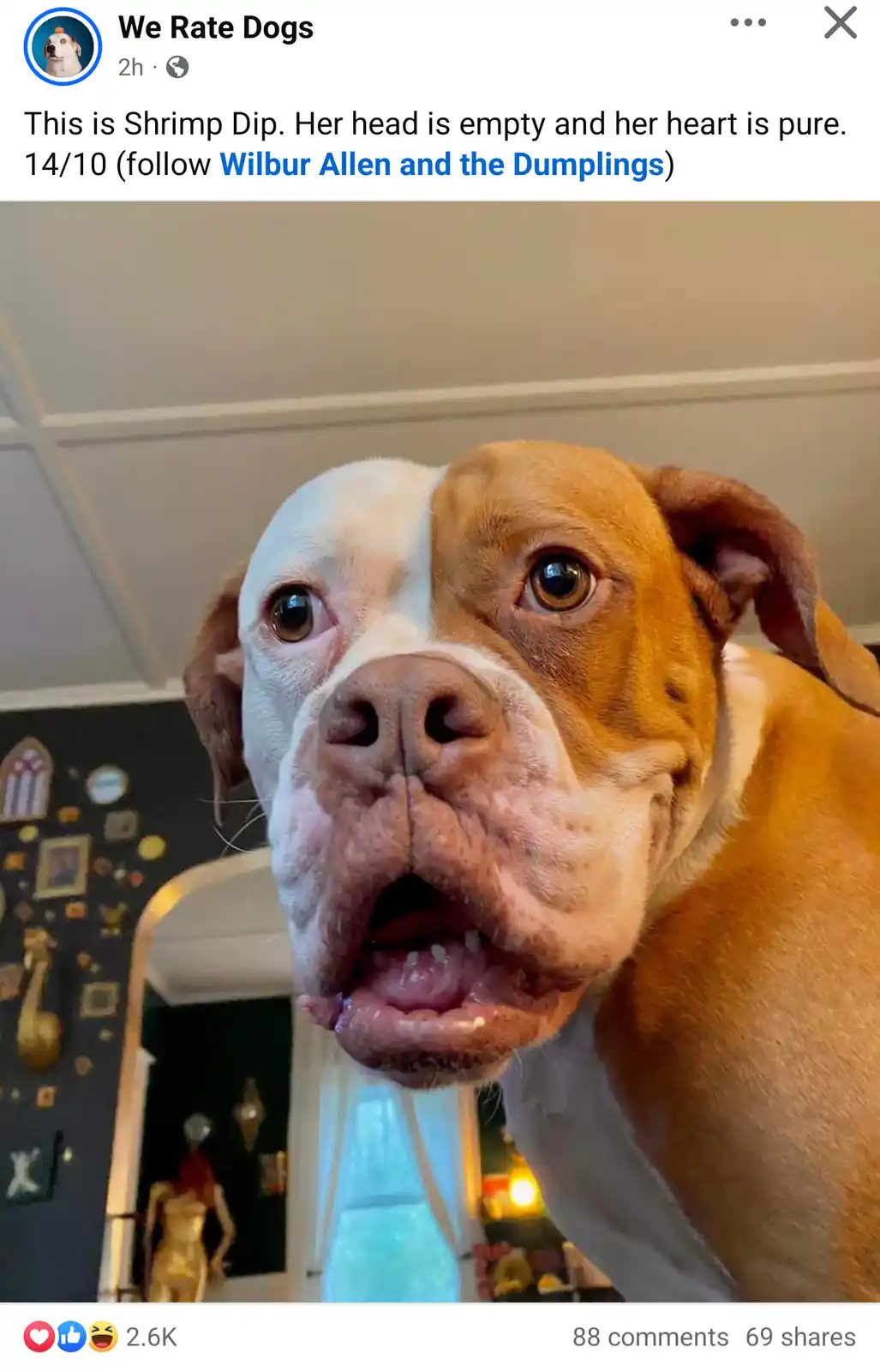 A close-up photo of a brown and white dog with a surprised or goofy expression, looking directly at the camera. The overlaid…