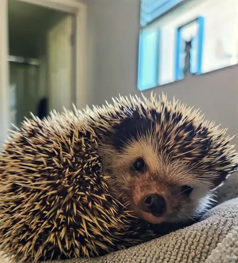 Introducing Reggie: The Toughest Pup Who's No Snowball!