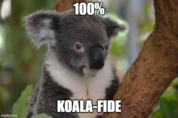 A close-up photo of a koala clinging to a tree branch, looking directly at the camera with a serious expression. White bold…
