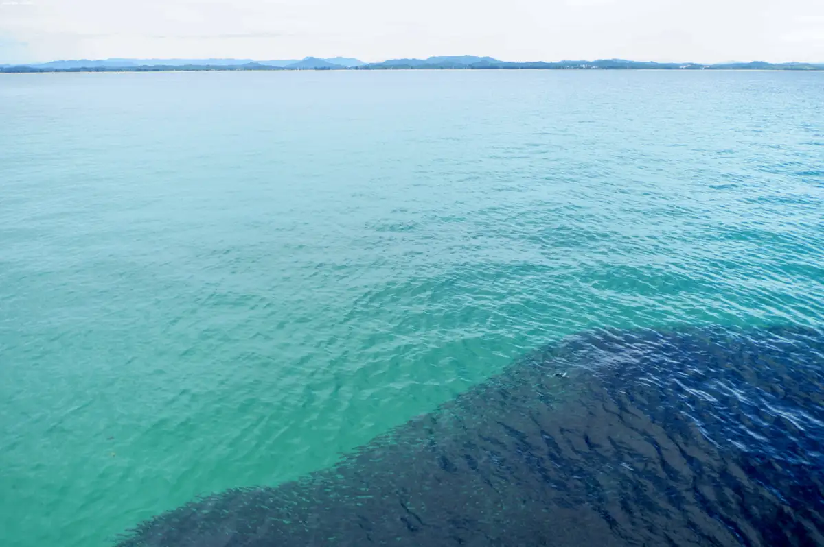 The Fish That Defies Gravity
