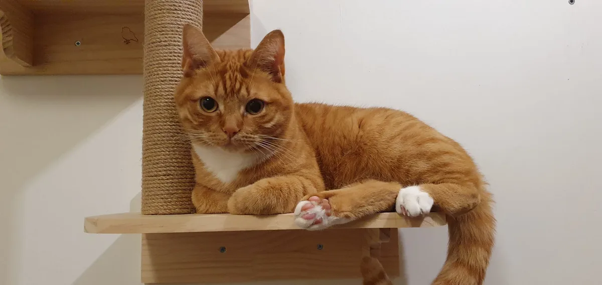 Can Orange Be Considered a Hobby?
