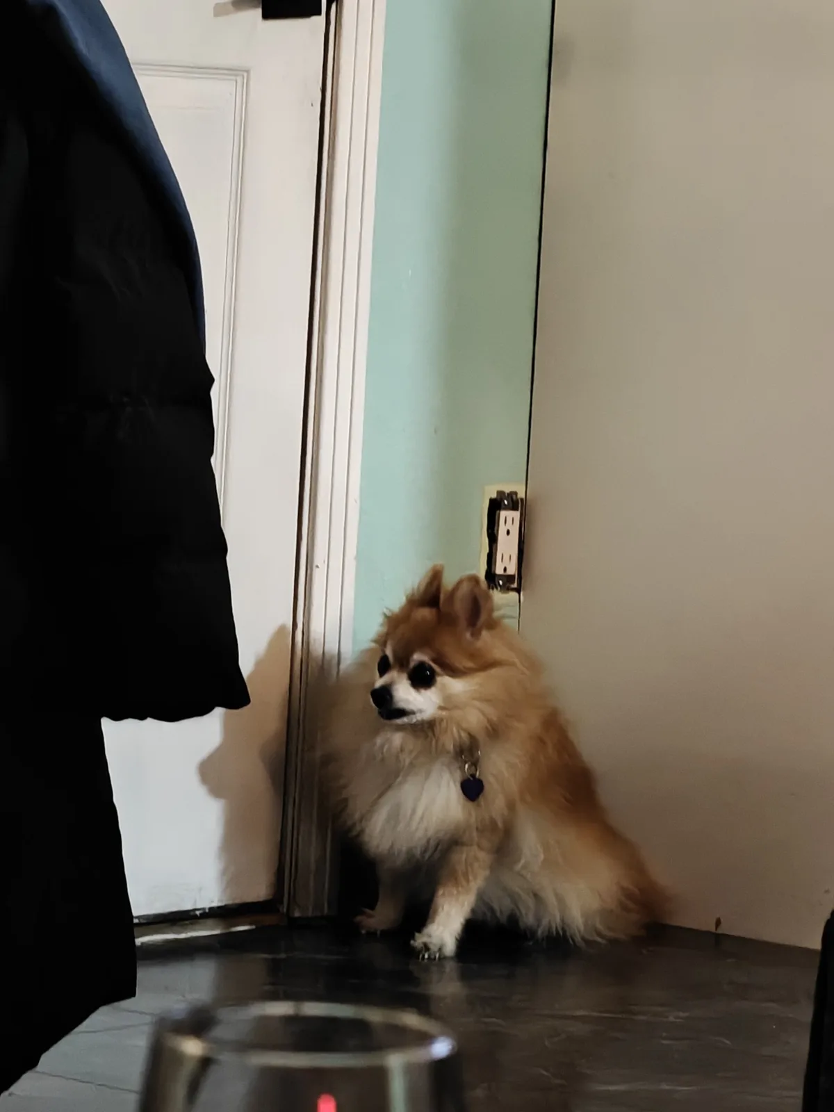 A small, fluffy Pomeranian dog with tan and white fur sits on a dark floor near a doorway, looking up with a sad…