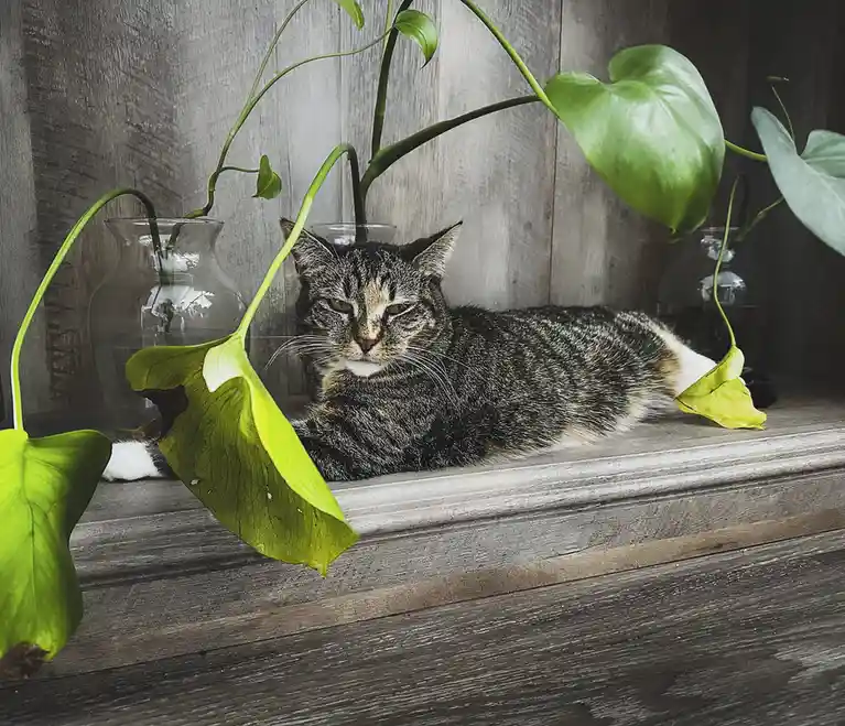 A tabby cat with white paws lies on a wooden windowsill, surrounded by green houseplants in glass vases. The cat has a calm…