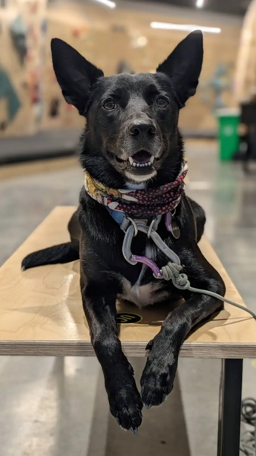 A black dog with pointed ears and a happy expression sits on a wooden table, wearing a colorful bandana and a climbing…