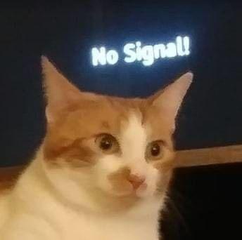 A close-up of a ginger and white cat with wide, unblinking eyes staring forward, overlaid with the text 'No Signal!' in a…