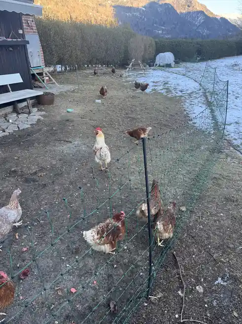A rooster stands alert in a snowy, fenced-in yard with several hens, surrounded by snow patches and a mountainous backdrop…