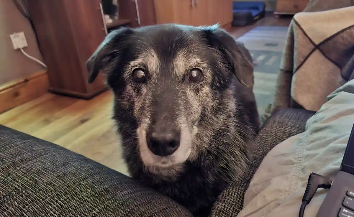 An elderly black and gray dog with white muzzle fur sits on a couch, looking directly at the camera with a calm, slightly…