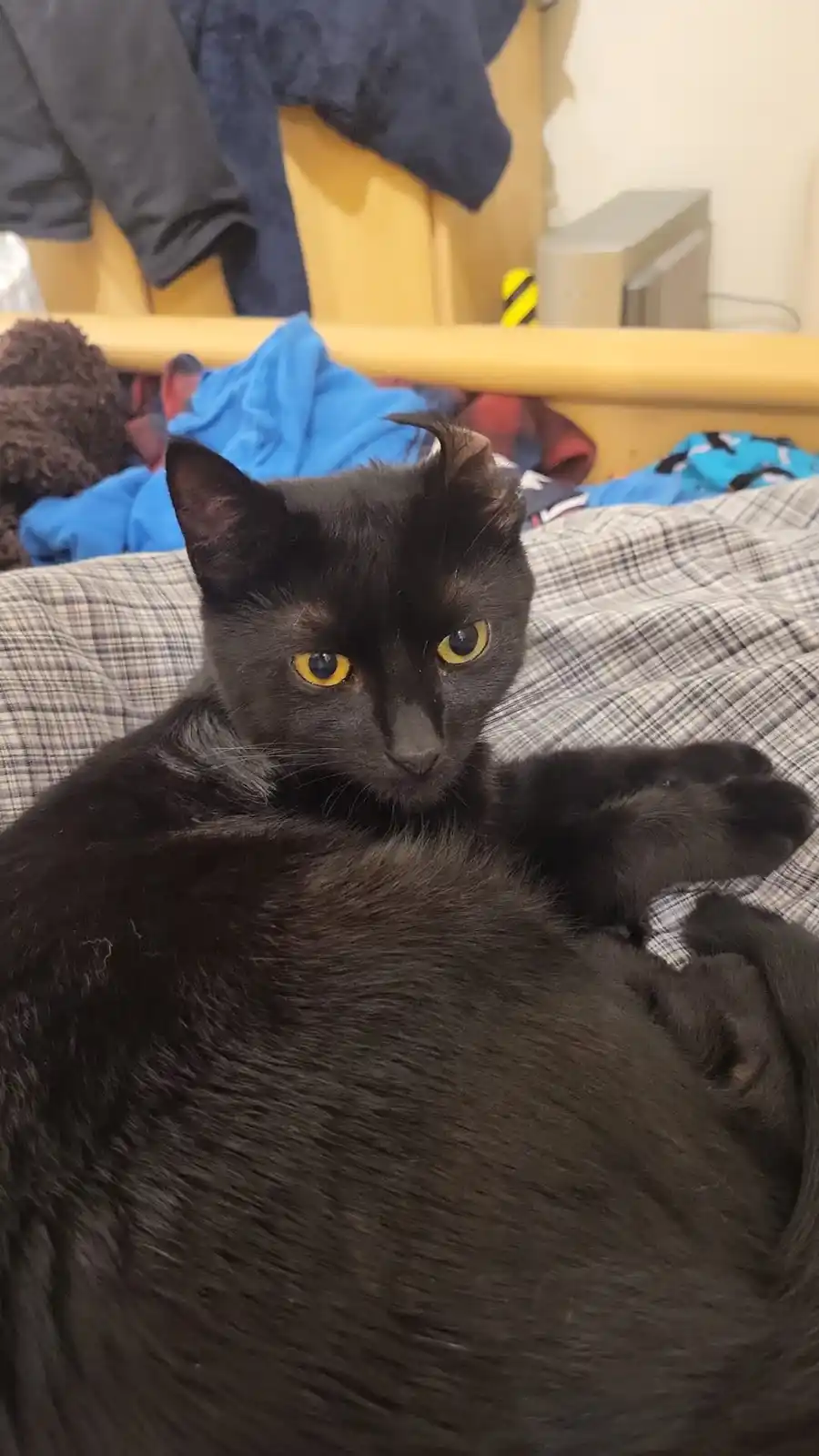 A black cat with bright yellow eyes lies on a plaid bedspread, looking directly at the camera with one ear slightly tilted…