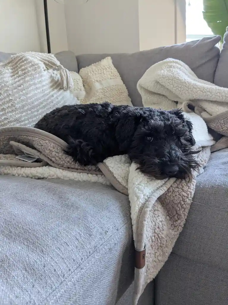 A black, curly-haired dog is lying on a cozy, cream-colored fleece blanket draped over a gray couch. The dog's head is…