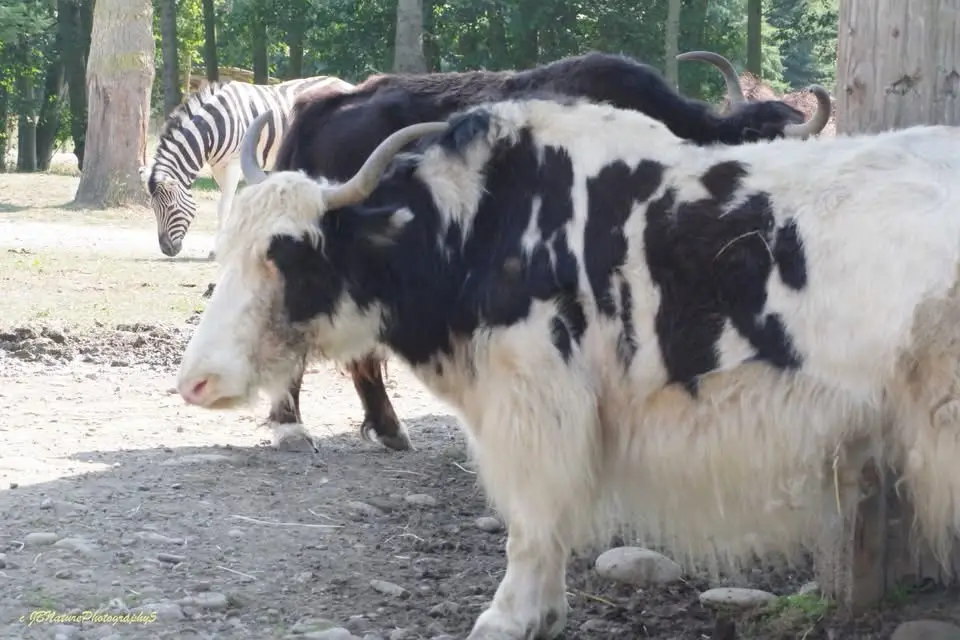 A black-and-white yak with long horns and shaggy fur stands in the foreground, while a zebra with its characteristic stripes…