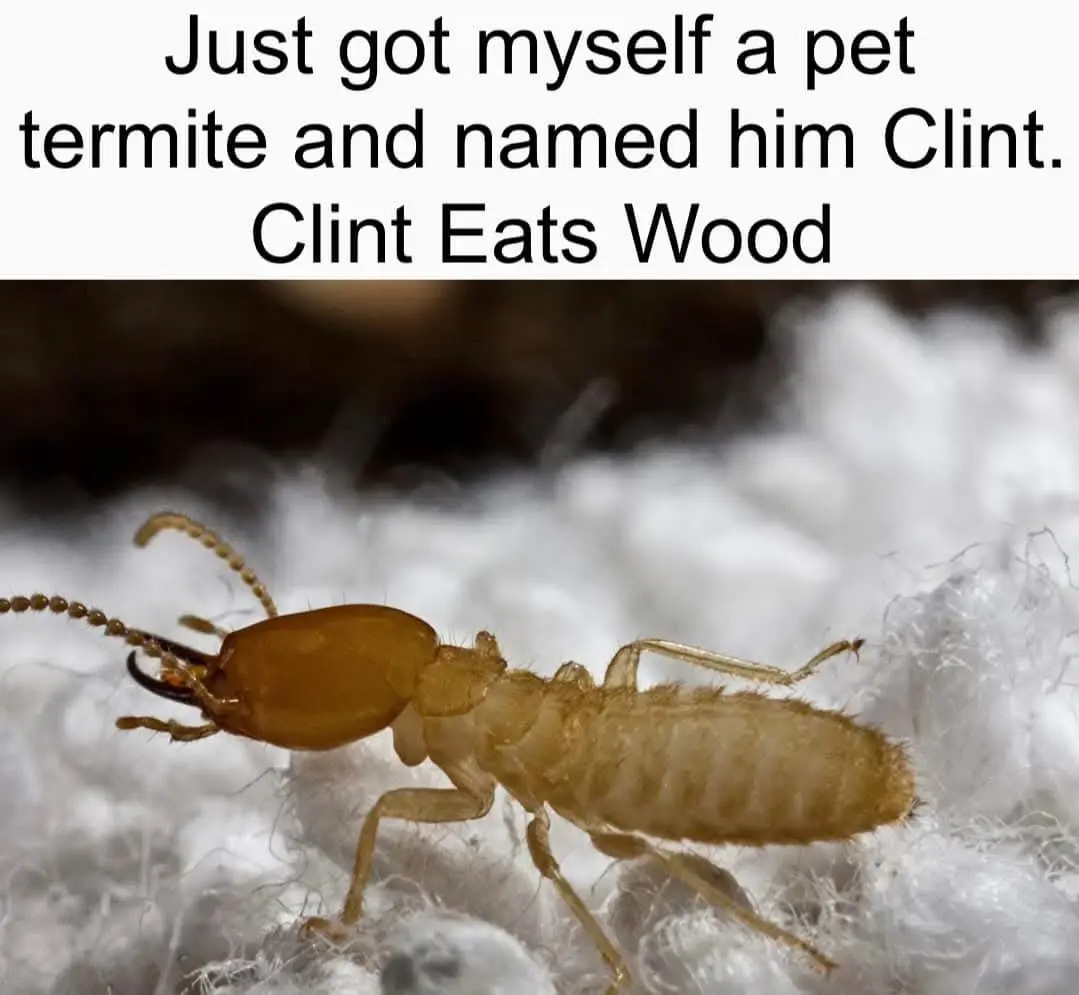 A close-up photo shows a light brown termite with long antennae and six legs crawling on a white, fibrous surface. Overlaid…