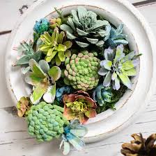 Let's Give a Thumbs Up to Those Succulent Pinecones!