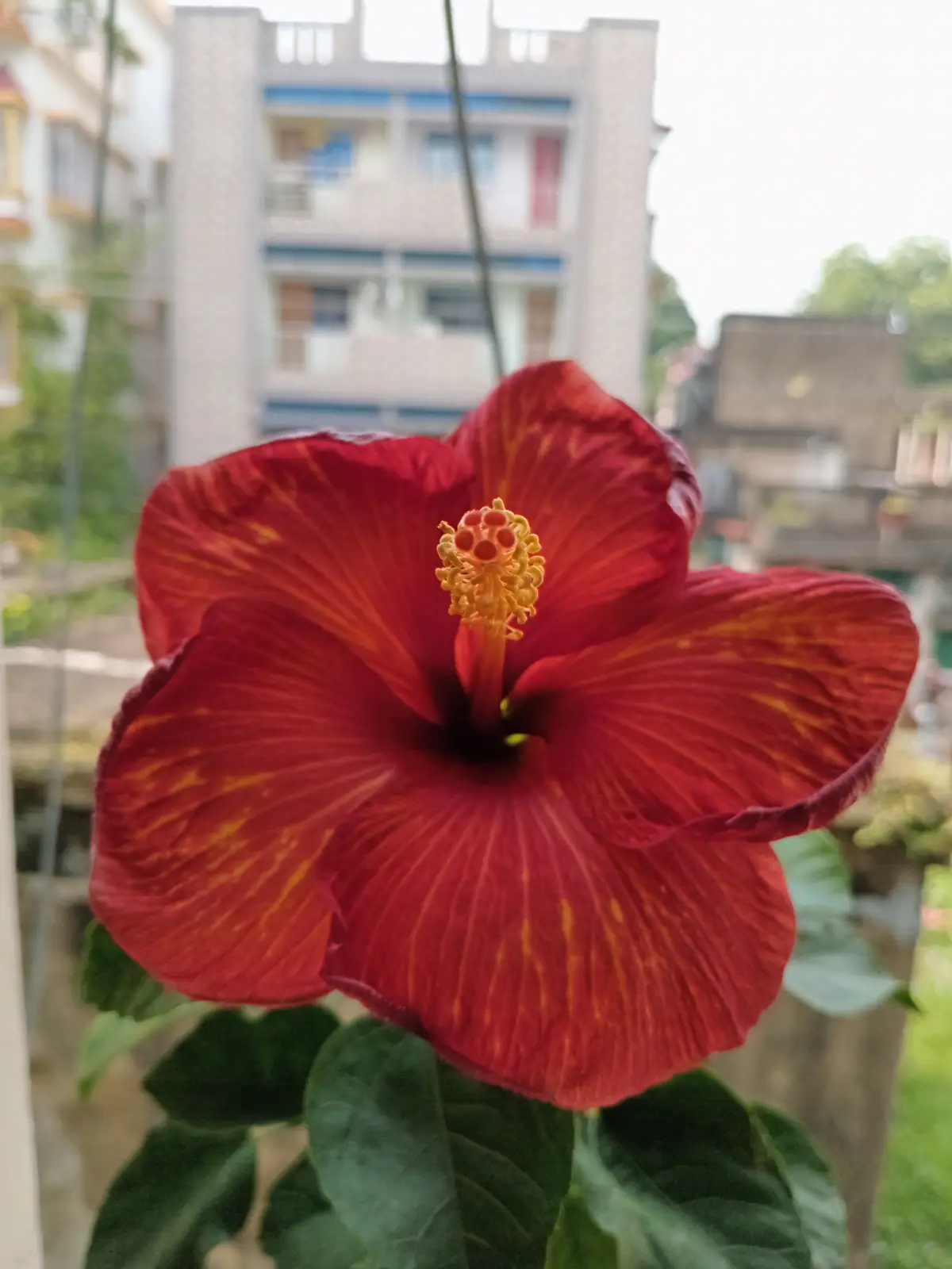 More Hibiscus Blooms on the Horizon
