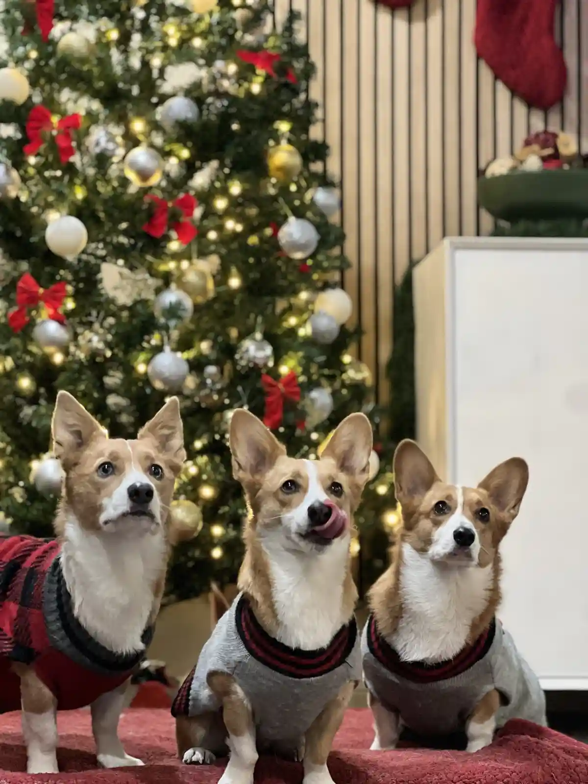 Sending Merry Christmas Vibes from the TriCorgitops!