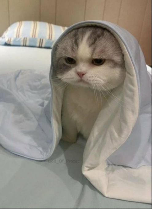 A gray and white cat sits on a bed, partially covered by a light blue blanket that drapes over its head like a hood, leaving…