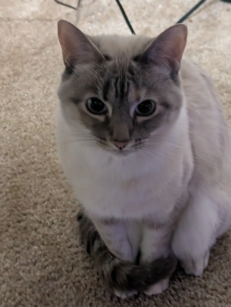 A close-up photo of a fluffy, light-colored cat with dark markings on its face and paws, sitting on a beige carpet and…