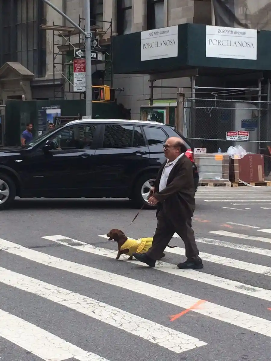 A man in a brown suit and glasses walks a small dachshund wearing a yellow dress across a city street crosswalk. The dog is…