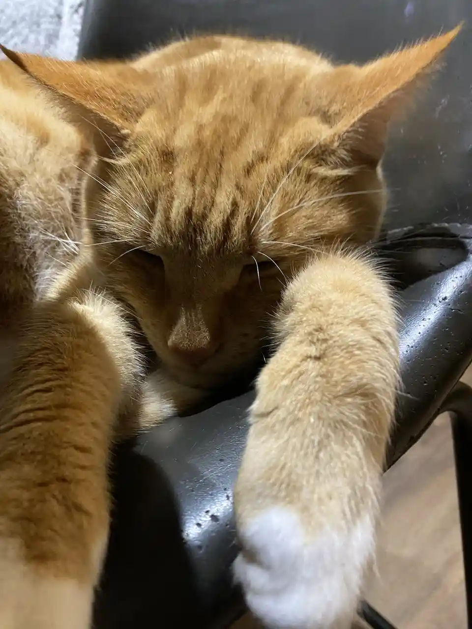Biscuit's Daily Snapshot: Another Day, Another Adventure