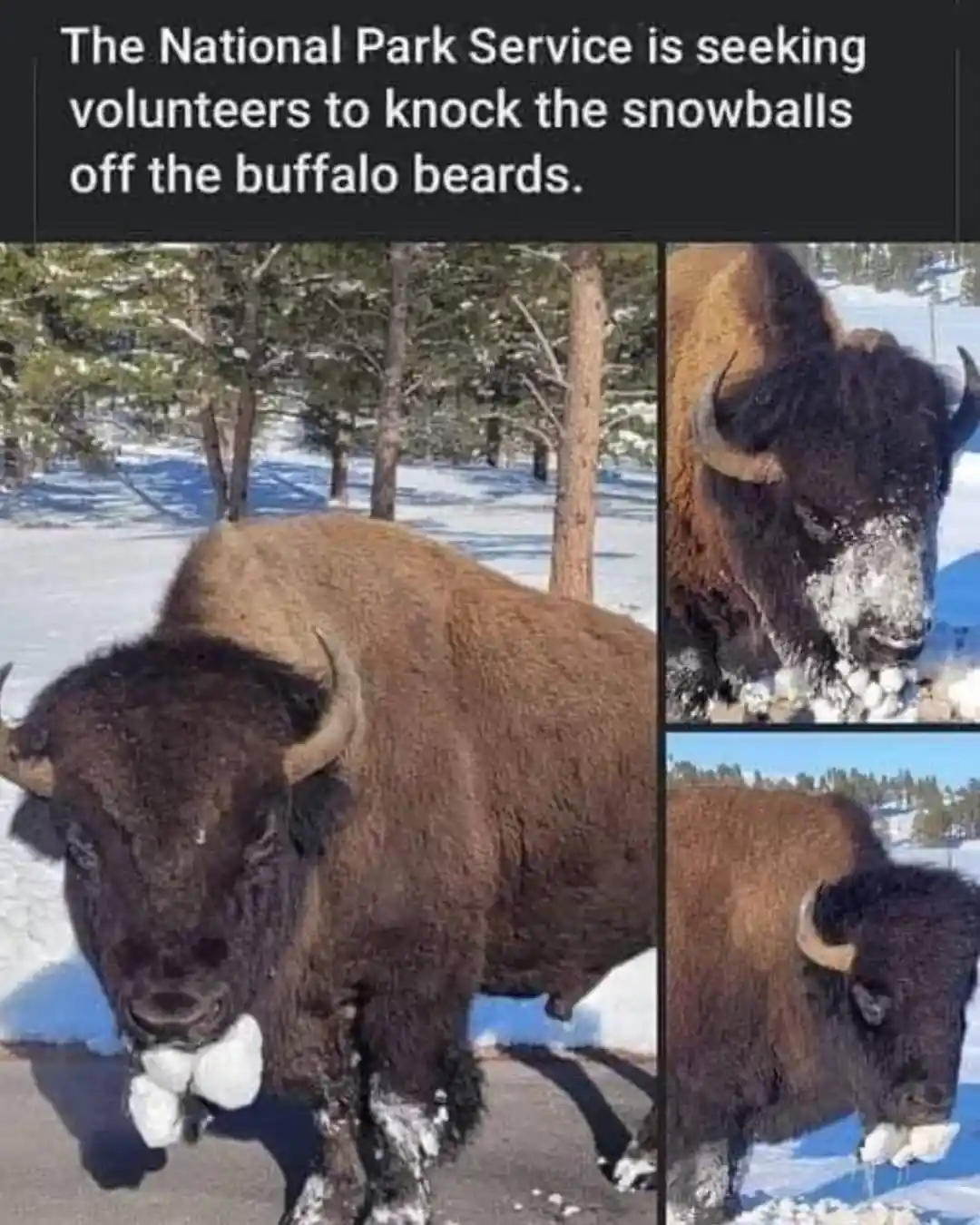 A three-panel image shows bison in a snowy landscape with snowballs stuck to their beards and faces. The top panel shows a…