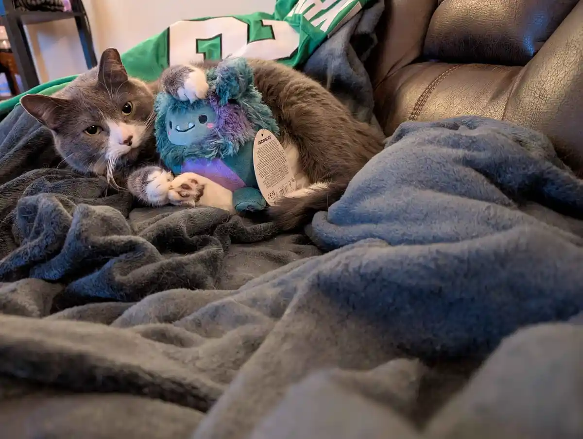 A gray and white cat is curled up on a dark gray blanket on a brown leather couch, snuggling a blue and purple plush toy…
