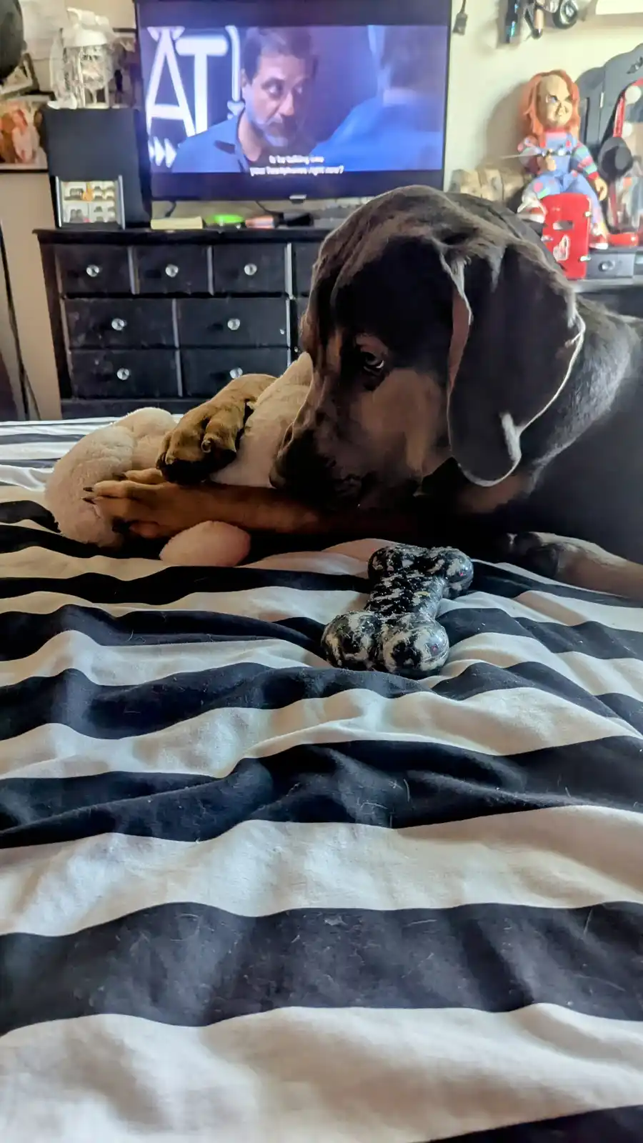 A large, dark brown dog with floppy ears lies on a black-and-white striped bed, looking intently at a chew toy. In the…