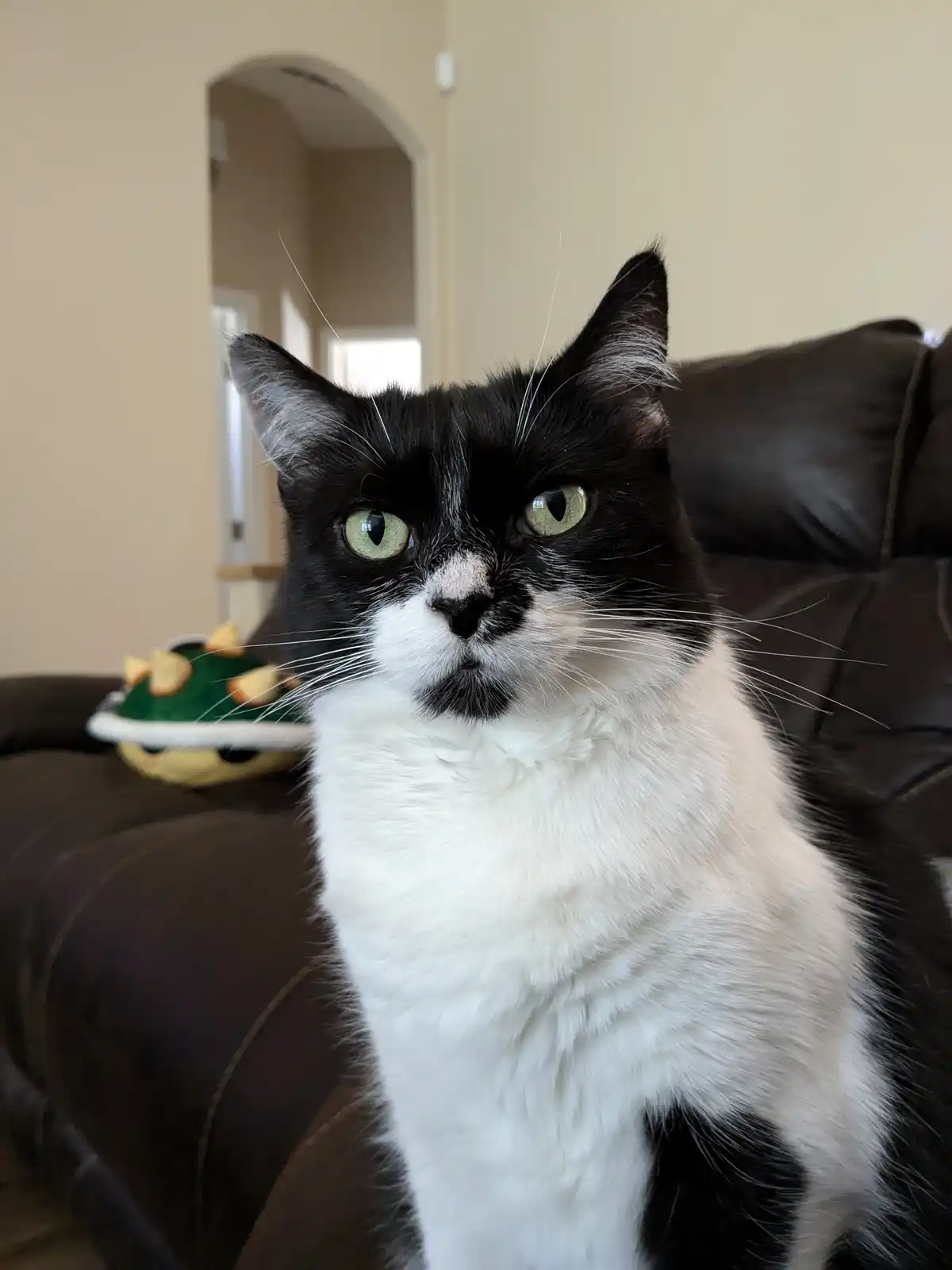 A black and white cat with green eyes sits on a dark brown couch, looking directly at the camera with a stern, unimpressed…