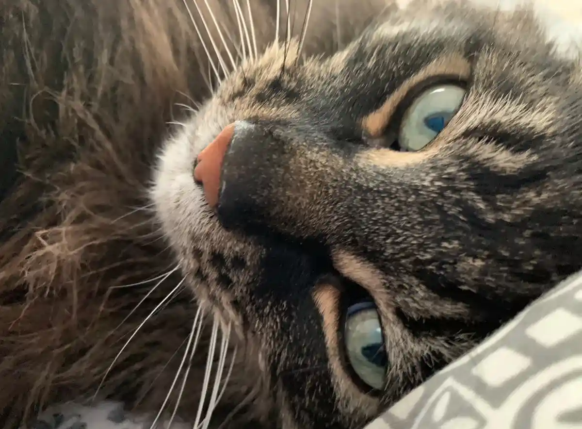 Joey is just chilling out.