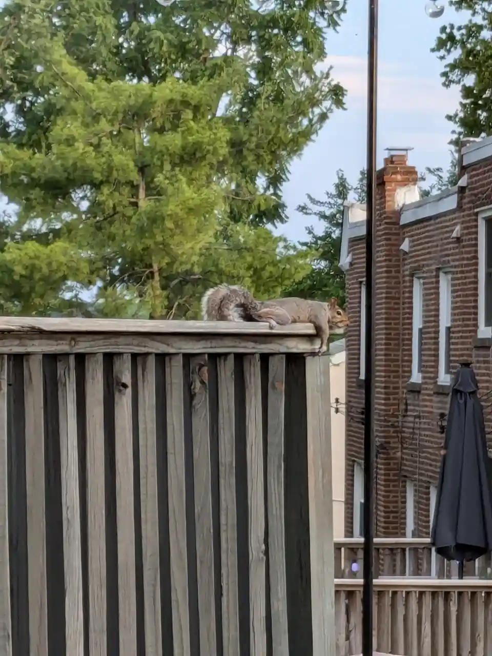A Squirrel's Summer Adventure