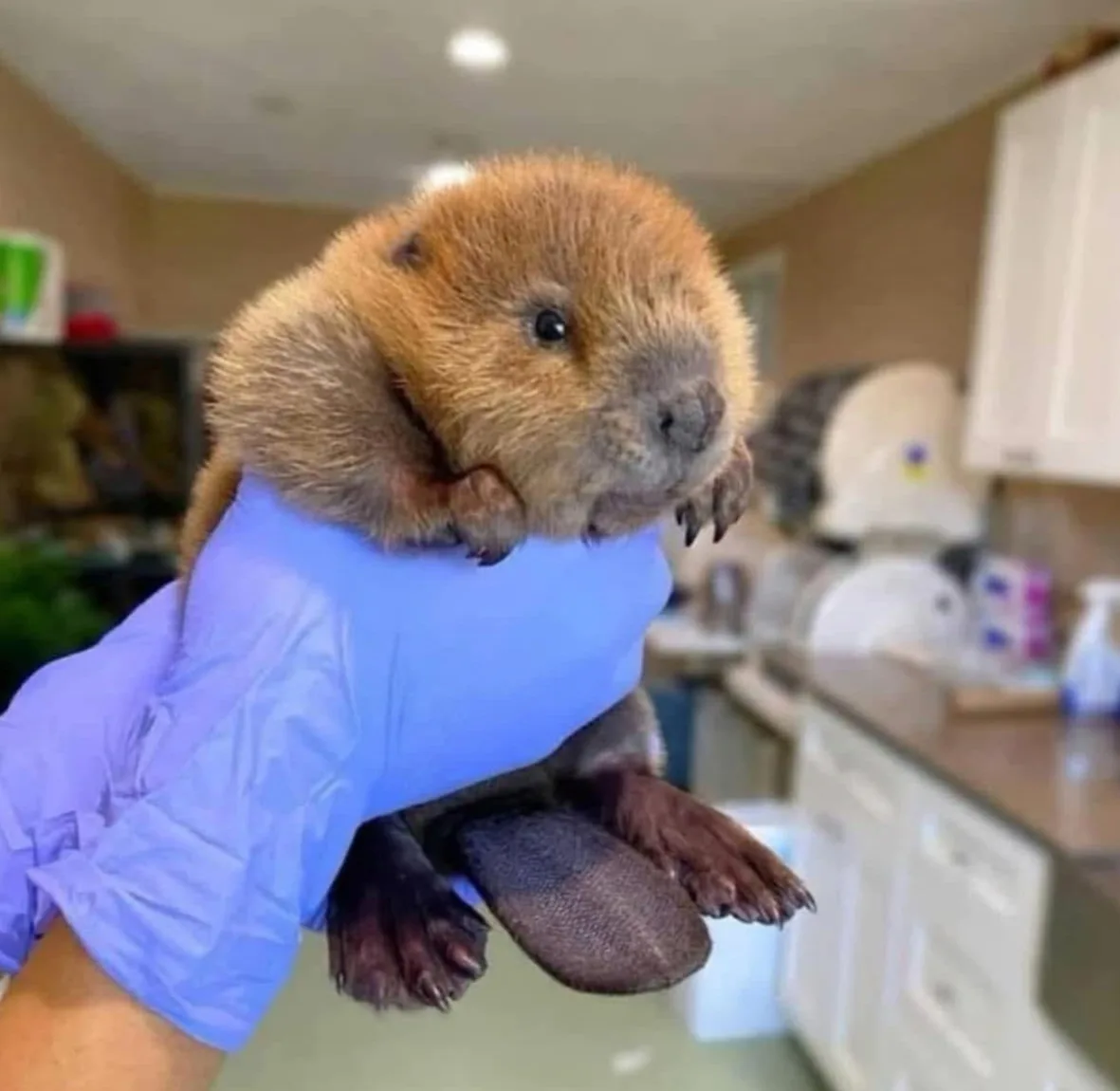 A tiny baby beaver with brown fur and large dark eyes is being held gently in a person's hand wearing a blue disposable…