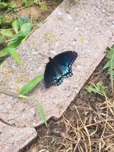 A black butterfly with iridescent blue and white markings on its wings rests on a pinkish concrete paver surrounded by green…