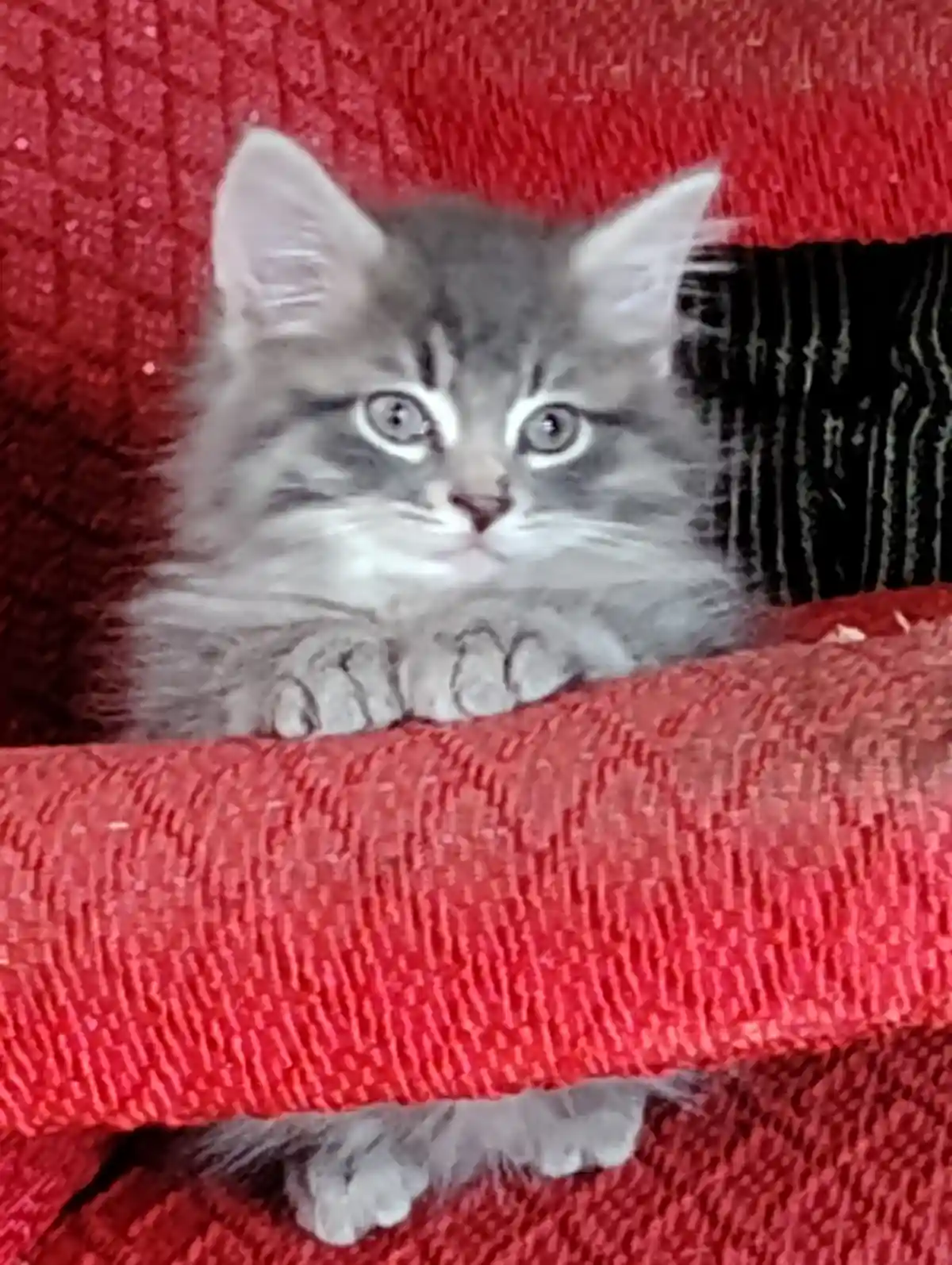 Hey You, It's Me, the Cat!