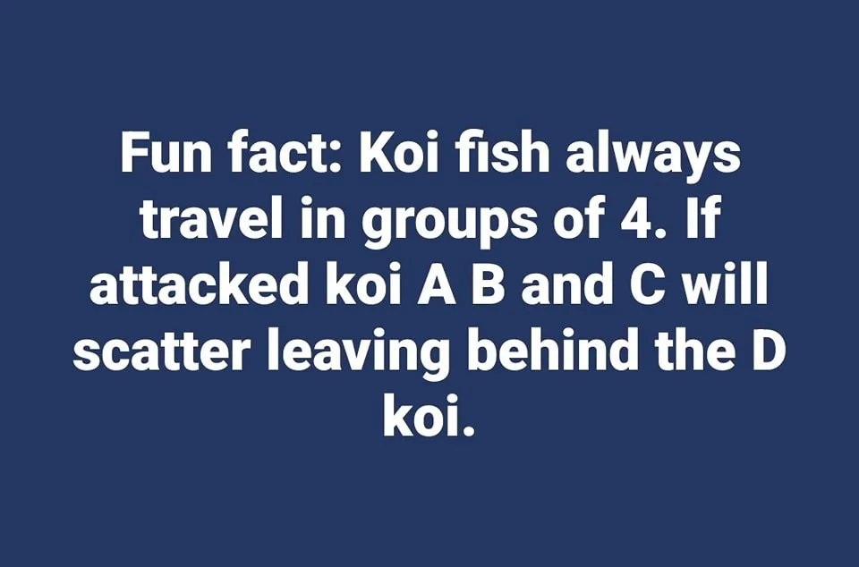 A solid dark blue background with white sans-serif text centered, stating a 'fun fact' about koi fish traveling in groups of…