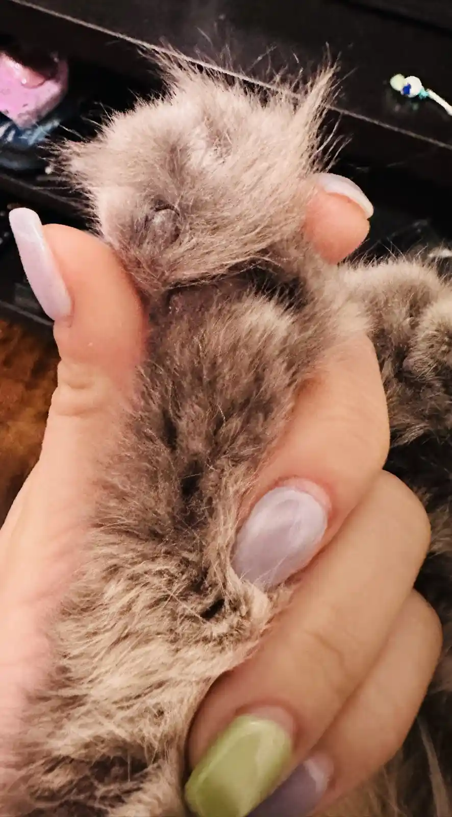A close-up photo shows a person's hand gently holding a small, fluffy gray kitten. The kitten is curled up and appears to be…