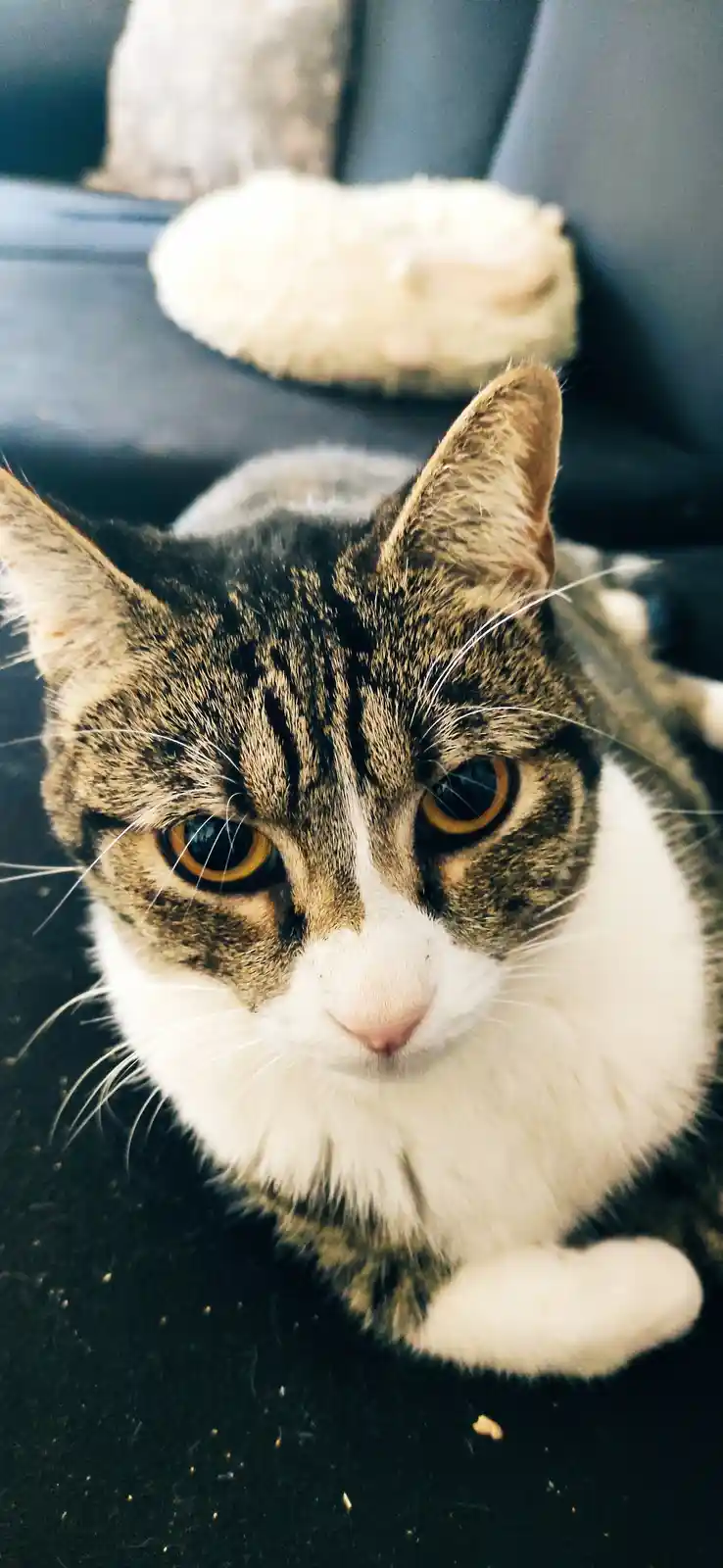Adorable Little Kitty