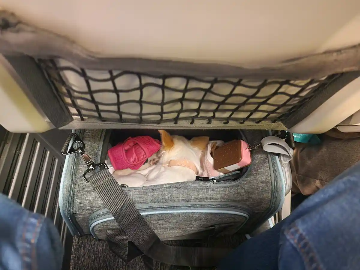 A small white dog with tan ears is curled up asleep inside a grey duffel bag, nestled among a pink harness, a pink and brown…