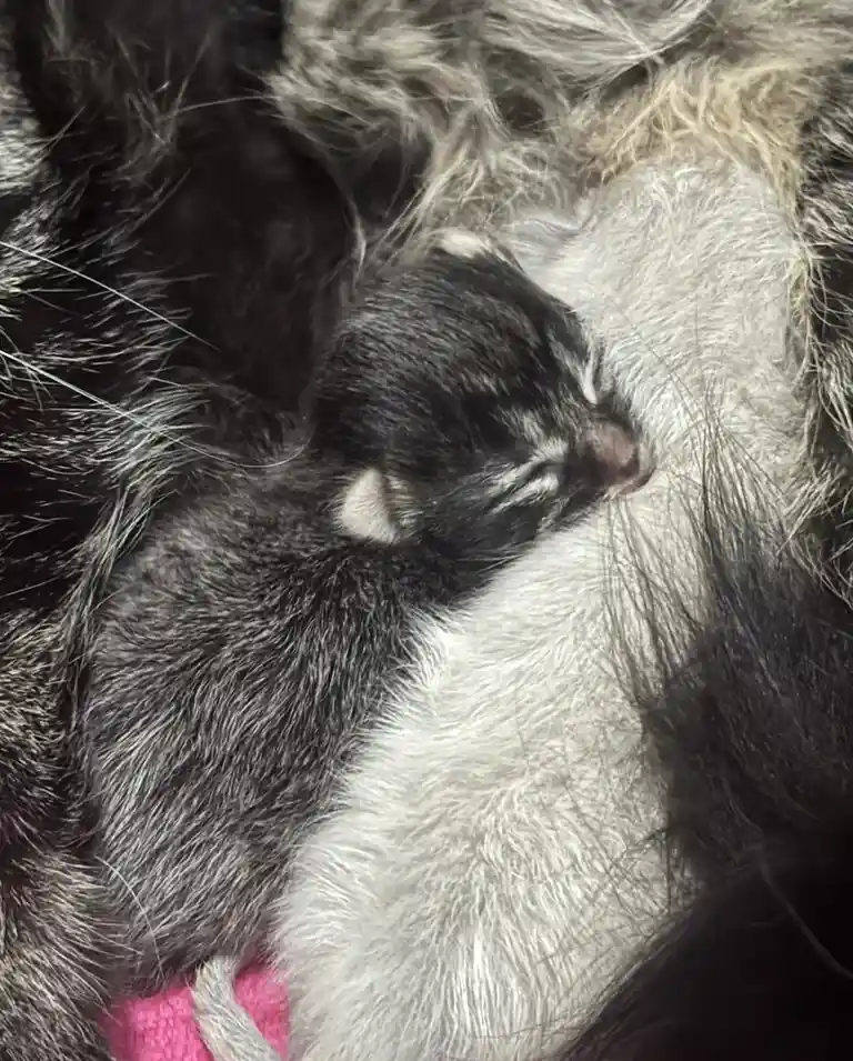 A tiny, sleeping black-and-white kitten is curled up and nestled against the fluffy chest of a larger cat, which has dark…