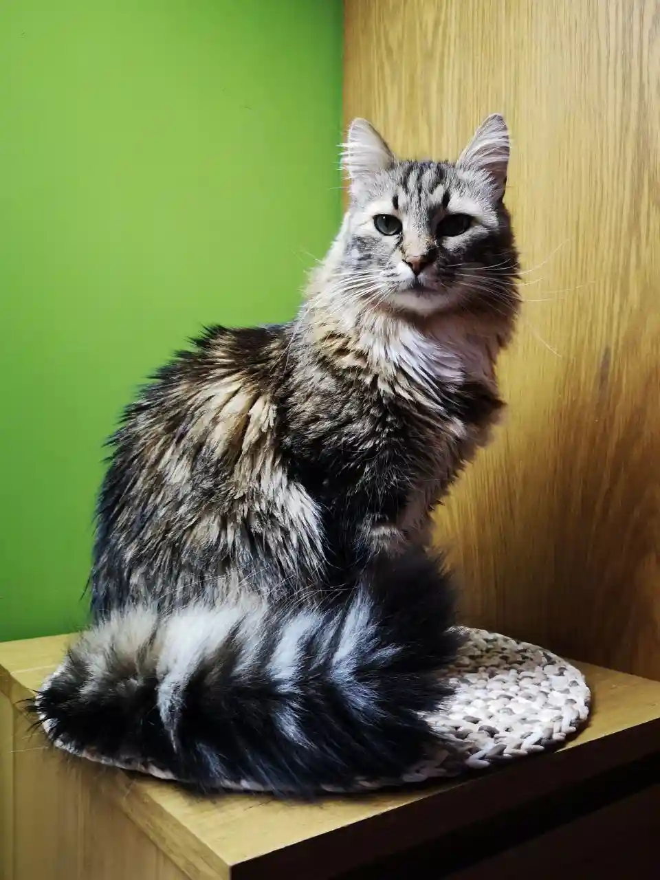 A long-haired tabby cat with matted, wet-looking fur sits regally on a woven mat atop a wooden shelf, against a green wall…