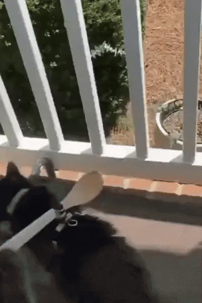 A black cat is shown in six panels on a sunny balcony, wearing a wooden spoon on its head like a hat. The cat walks around…