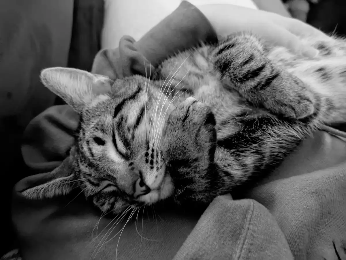 A black and white photo shows a tabby cat sleeping soundly on its back with paws curled up, nestled in soft fabric. The…